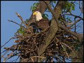 _2SB5805 bald eagle in nest
